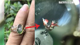 曾創下金氏世界紀錄的毫芒雕刻家陳逢顯，今年他再度創作出高0.1公分的世界最小毫芒雕刻公雞。（陳逢顯提供）