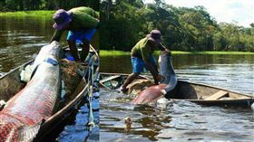 巨骨舌魚,活化石,大魚　圖／翻攝自四川廣播電台