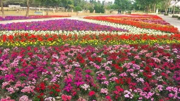 溪州公園花旺新年　免費苗木大放送