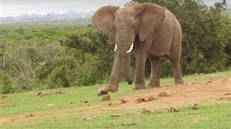嫌烏龜先生走太慢　大象忍不住踢下去