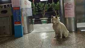 水里狗站長。（圖／翻攝自爆料公社臉書）