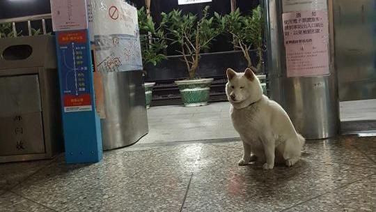 水里狗站長超呆萌　補票要拿雞腿來！