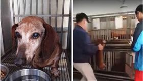 狗狗,棄養,臘腸犬,領養,收容所,飼主　圖／翻攝自臉書