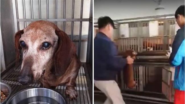 一句照顧不來！飼主棄陪伴15年狗狗