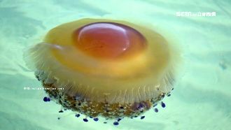 海中的荷包蛋！奇特水母台灣也能看到