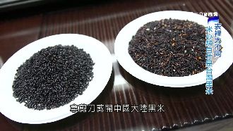 台灣黑米養生新寵　小心買到染色假貨