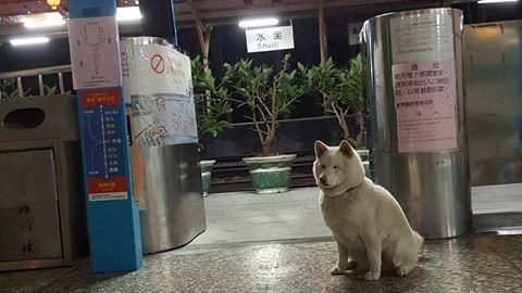 狗站長現身火車站！敬業Q樣萌翻網友
