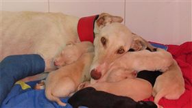 母浪浪和寶寶們被安置。（圖／翻攝自Clinivet Turre Clinica Veterinaria）