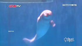 白鯨跳街舞1100.