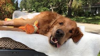 不再有病痛！微笑黃金獵犬當小天使了