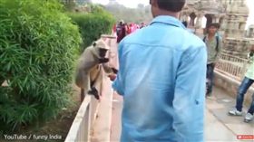 印度，猴子，遊客，甩耳光（圖／翻攝自YouTube）