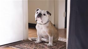 《派特森》　圖／傳影互動提供