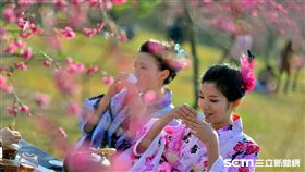 暨南大學櫻花季。（圖／翻攝自暨南大學櫻花季活動官網）