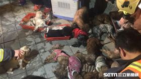 板橋愛寶寵物店火警／翻攝畫面