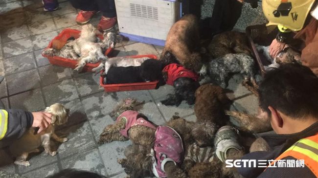 32犬喪火窟　網友疑「買賣」遭打臉