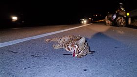 苗栗140線道一隻石虎遭到路殺。（圖／翻攝自貓徑地圖王小明臉書）