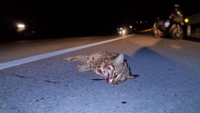 今年第一起！苗栗又傳石虎遭「路殺」