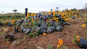 2016台中國際花毯節（圖／翻攝自爆料公社）