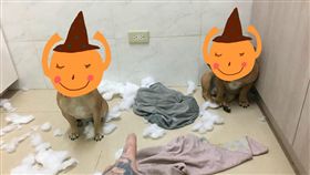 狗狗　毛小孩　寵物
https://www.facebook.com/photo.php?fbid=894986483975699&set=gm.1267287643417879&type=3&theater