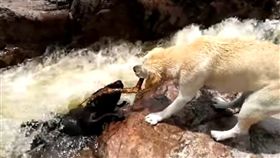 狗，毛小孩，河邊（圖／翻攝自YouTube）