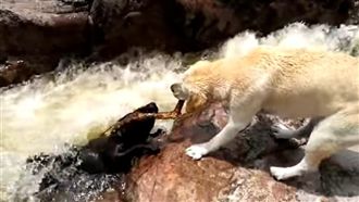 毛小孩不幸溺水　同伴奮救感動網友