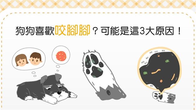 狗狗喜歡咬腳？3大可能原因要注意！