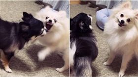 狗,汪星人,推特,變臉　圖／翻攝自推特