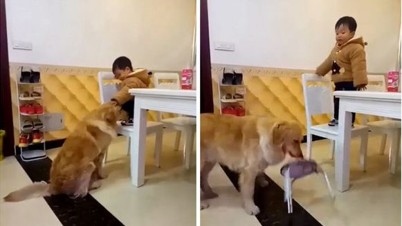 小主人欲下樓　聰明黃金拿板凳迎接