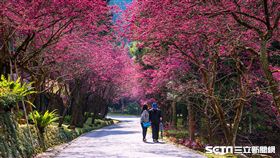 南投賞櫻景點,櫻花,旅遊,九族文化村。（圖／簡慶南提供）