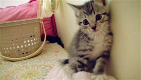 貓,毛小孩,喵星人 圖／資料照