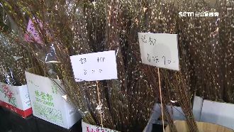 過年應景銀柳貴一倍　一把800元