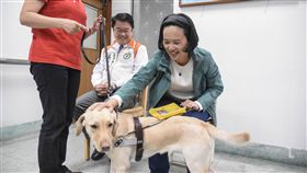 惠光導盲犬訓練學校 立法委員蘇巧慧過年留稿 圖／記者林敬旻攝