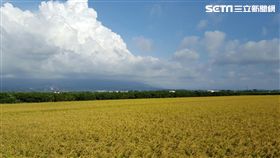 晴天、太陽、好天氣、晴朗、稻田（圖／記者張碧珊攝）