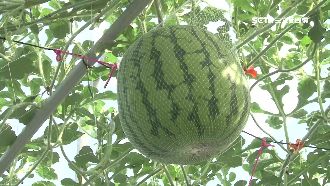 西瓜不見了！熱博開幕一週竟冒偷瓜賊