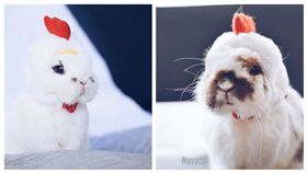 ▲白兔扮小雞拜年。（圖／翻攝自Marshall Quinn Boar Rex臉書）
https://www.facebook.com/pg/MarshallQuinnBoarRex/videos/