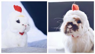 白兔穿小雞裝　化身超萌兔雞鞠躬拜年