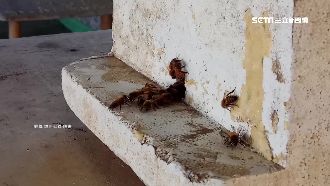 大樓屋頂有人養蜂　住戶嚇到快昏倒