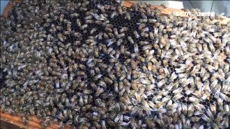 城市養蜂夯！賞蜂地圖標蜂巢預防拆毀