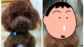 紅貴賓,小狗,養狗,變胖,寵物,毛小孩／報廢公社