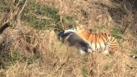 老虎　咬人
http://s.weibo.com/weibo/%E8%80%81%E8%99%8E