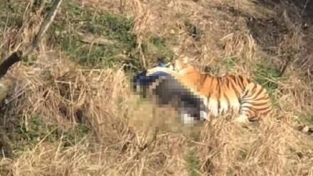不滿被逗弄！陸動物園老虎竟撲咬遊客