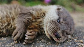 金門縣金沙鎮述美國小附近一隻水獺死亡，獸醫檢查推
斷應是遭車撞死，這是金門今年第一起水獺路殺事件，
縣府呼籲，駕駛路過務必慢行，以免憾事重演。
（金門縣政府提供）