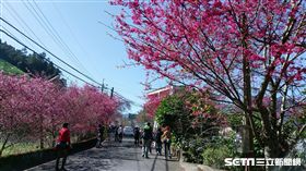 走春,櫻花,李花,南投草坪頭,晴朗,過年,天氣,氣象,賞花_記者施佩儀攝