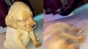 狗寶寶打瞌睡，下一秒慘摔在地。（圖／翻攝自The LAD Bible臉書）