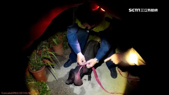 小豬落跑私闖民宅　警霸氣跨腳擒拿！