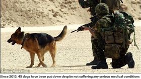 英國陸軍231隻軍犬遭安樂死（圖／擷取自每日郵報）
