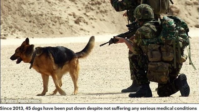 出生入死卻難善終　2百軍犬遭安樂死