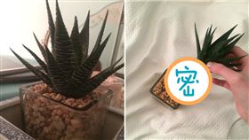 澆花5個月打開看　盆栽竟是「假的」／爆笑公社