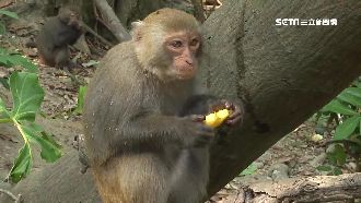 柴山獼猴囂張偷食物　店家怒：搶整天