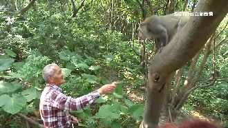 無視禁餵告示　遊客自備食物餵獼猴